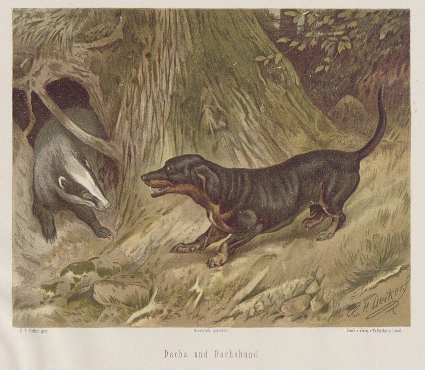 Bred to Go to Ground: The Origins of the Dachshund