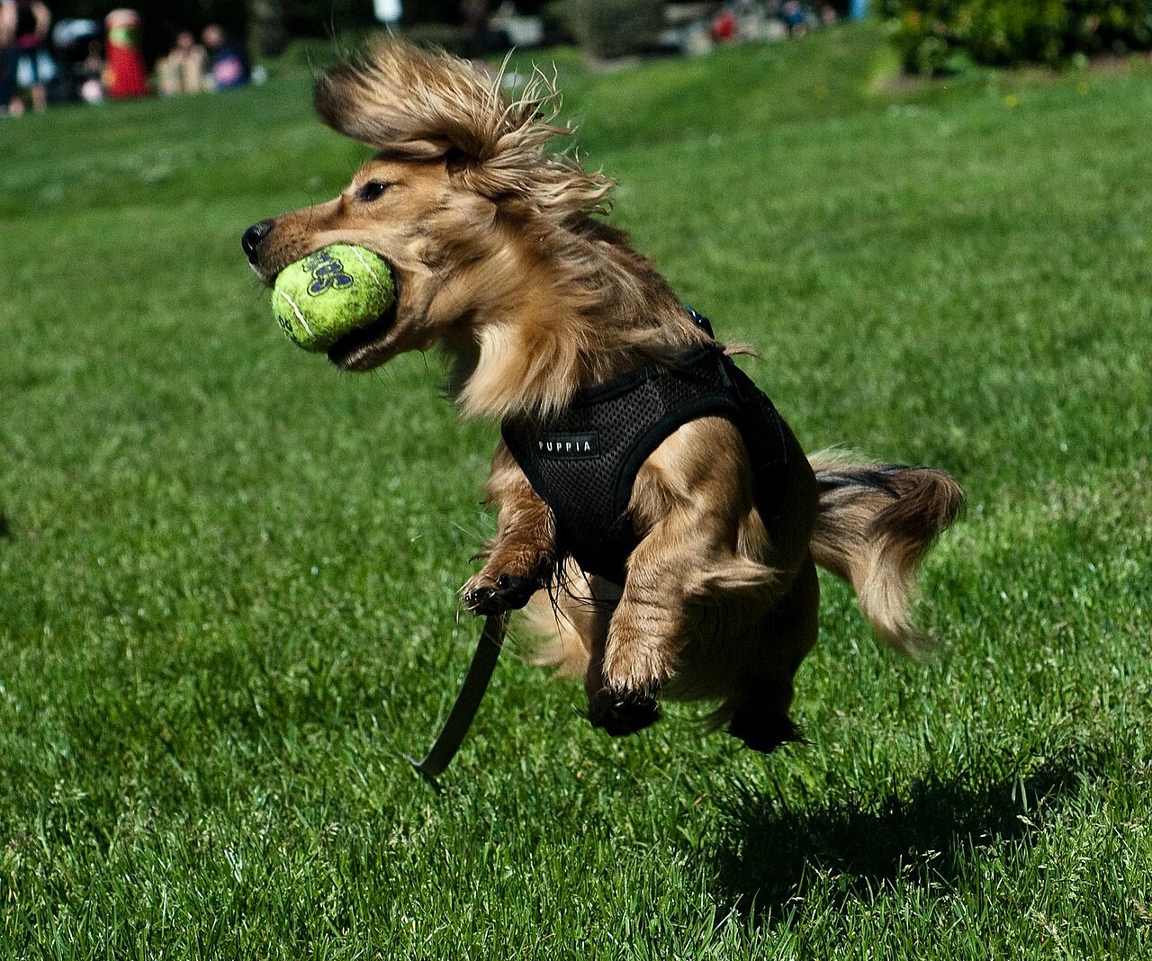 Feeding a Dachshund: Portions, Treats and Keeping the Waistline