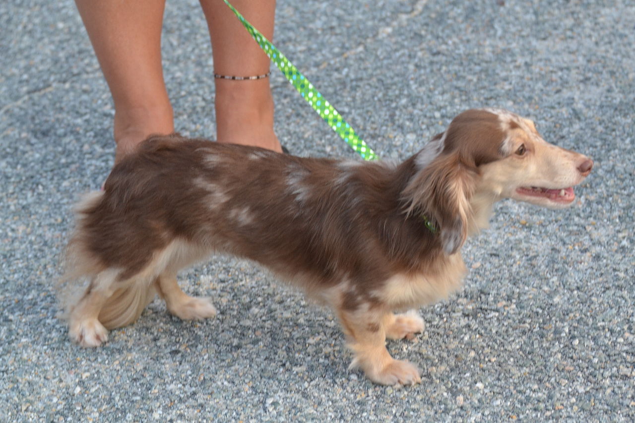 The feathered coat of a longhaired dachshund