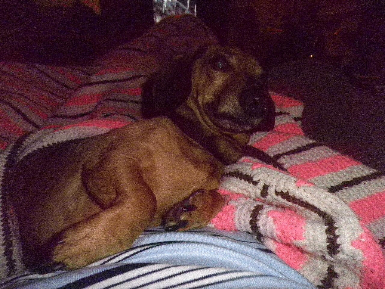 Dachshund Base Colours: Red, Black & Tan, Chocolate, Cream and More