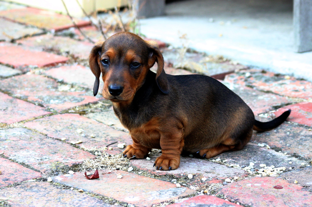 Questions to Ask a Dachshund Breeder