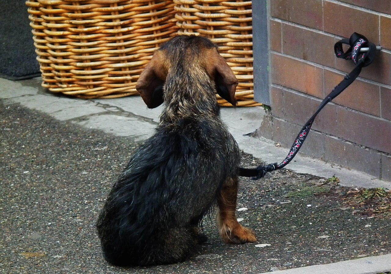 IVDD: The Back Problem Every Dachshund Owner Must Understand