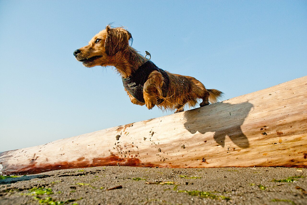 Protecting the Dachshund Spine: Ramps, Weight and Daily Habits
