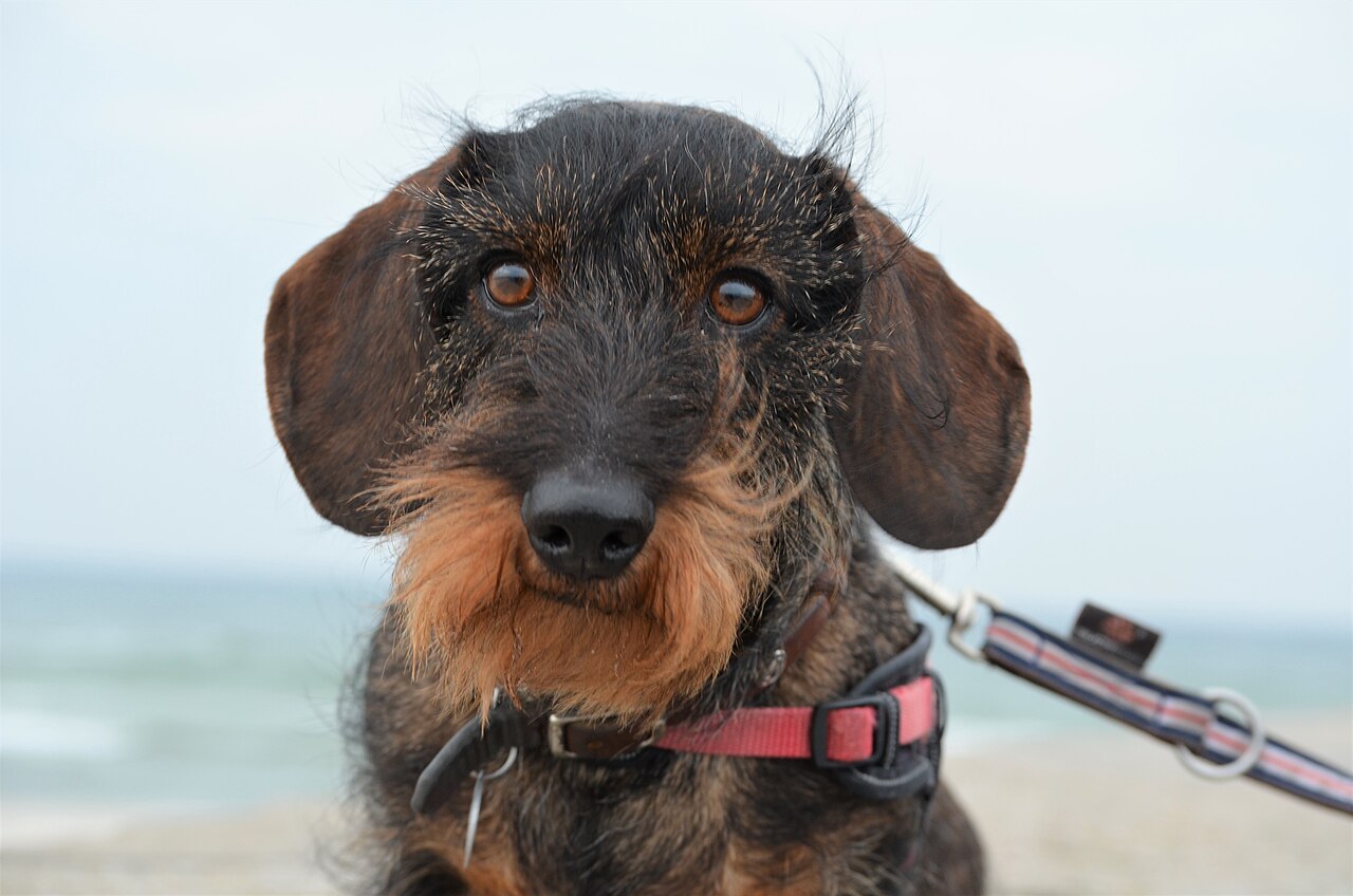 Beyond the Back: Other Dachshund Health Issues