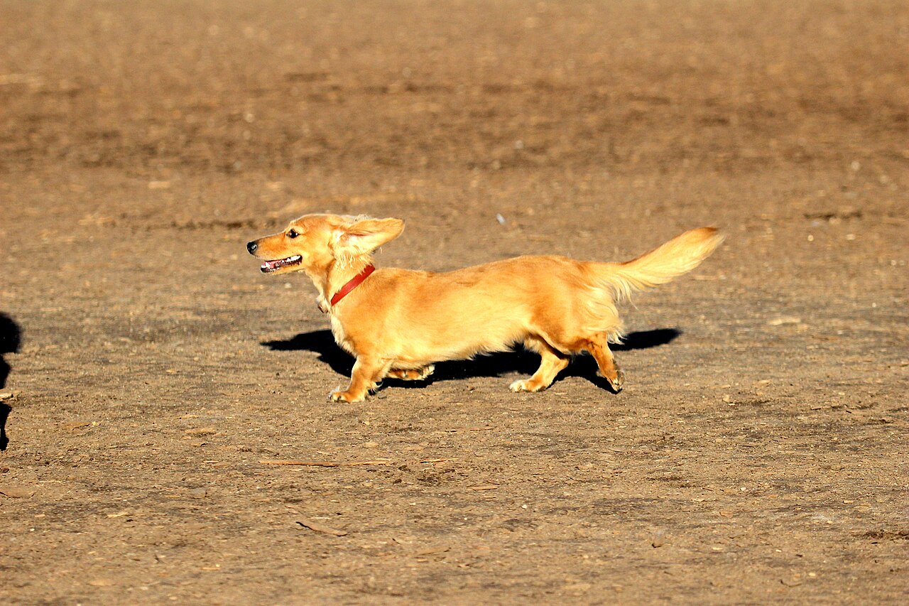 A longhaired dachshund at a run