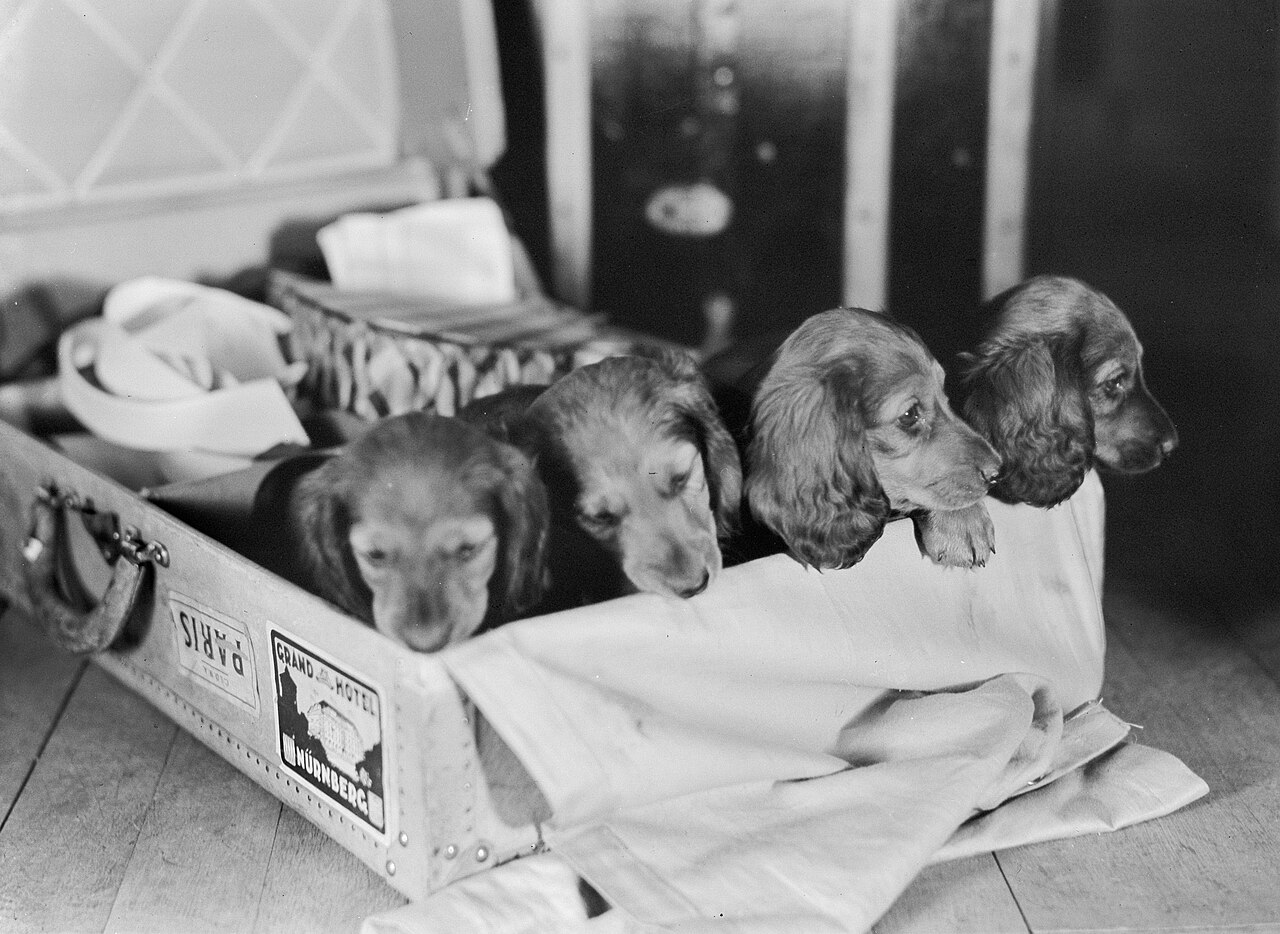 From Badger Dog to Sofa Dog: The Dachshund's 400-Year Journey