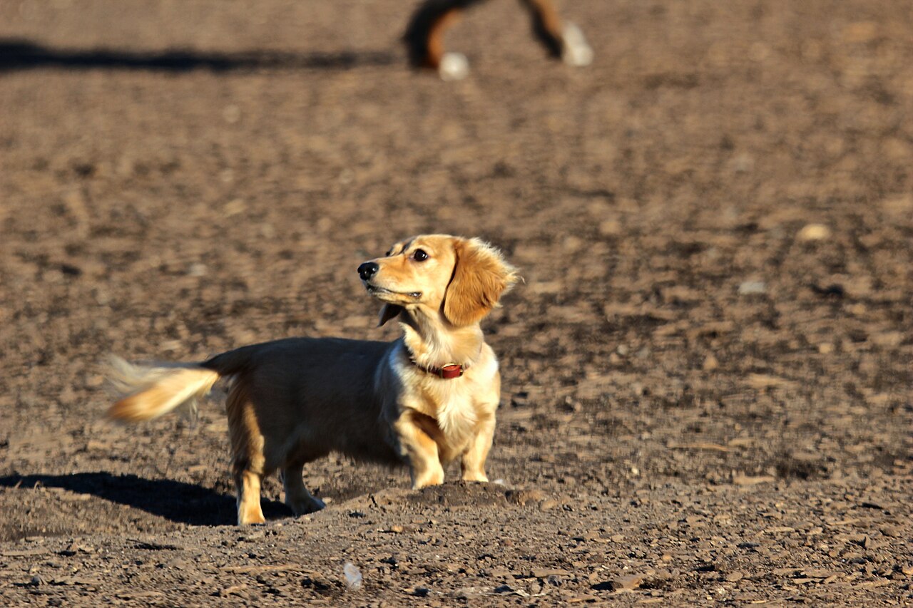 Standard longhaired dachshund