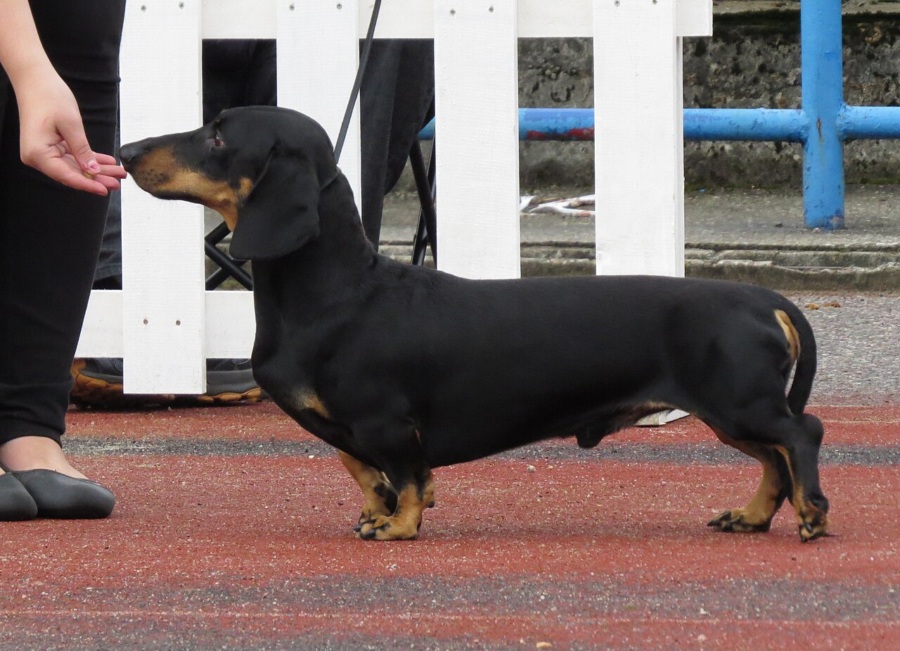 'Tweenies' and Why the Scale Matters More Than the Label