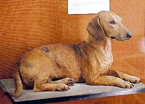 A mounted historical dachshund specimen