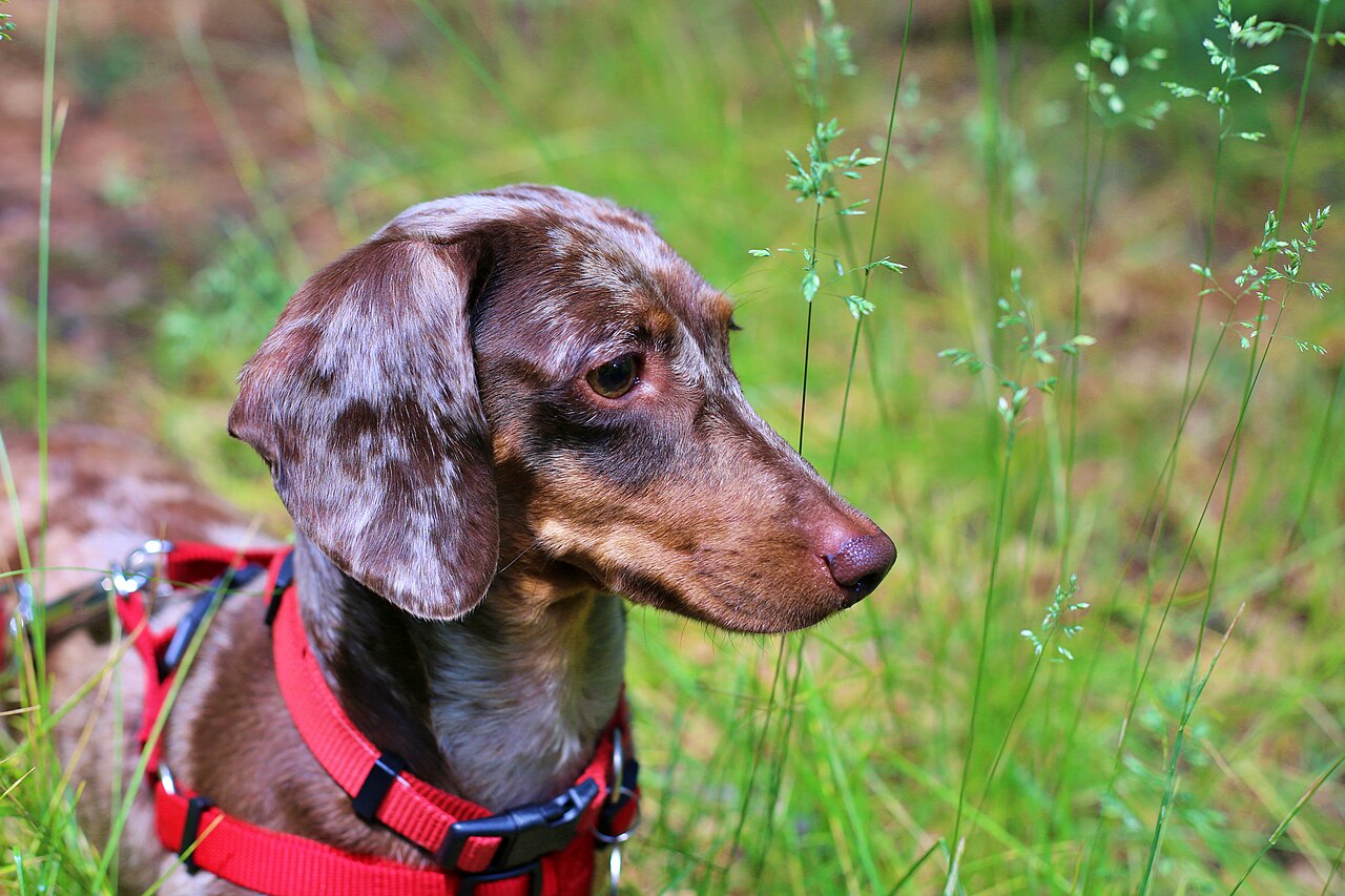 Dapple, Brindle, Sable and Piebald: Dachshund Patterns Decoded