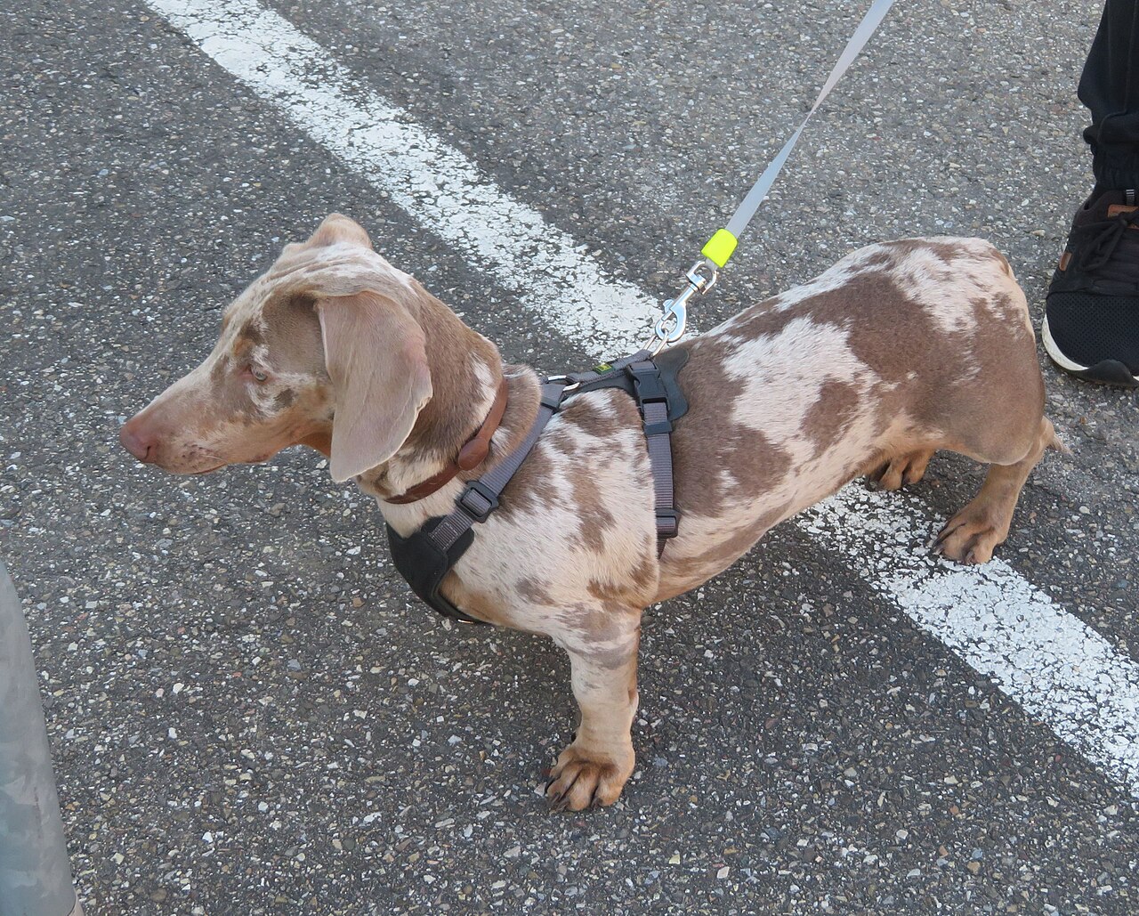Red merle (dapple) dachshund