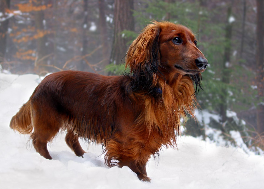 How Long Do Dachshunds Live?