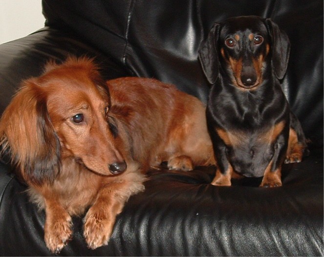 Standard, Miniature and Rabbit (Kaninchen): The Three Sizes Explained