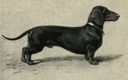 Smooth dachshund, early-20th-century encyclopedia plate