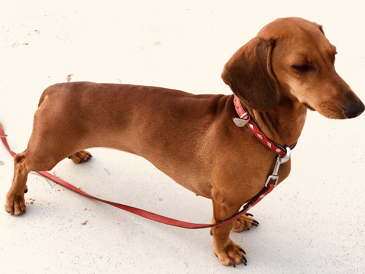The Smooth (Short-Haired) Dachshund