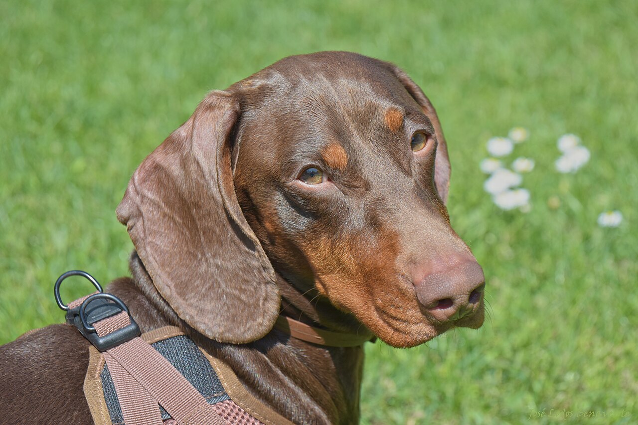 The Dachshund Personality: Bold, Bonded and Gloriously Stubborn