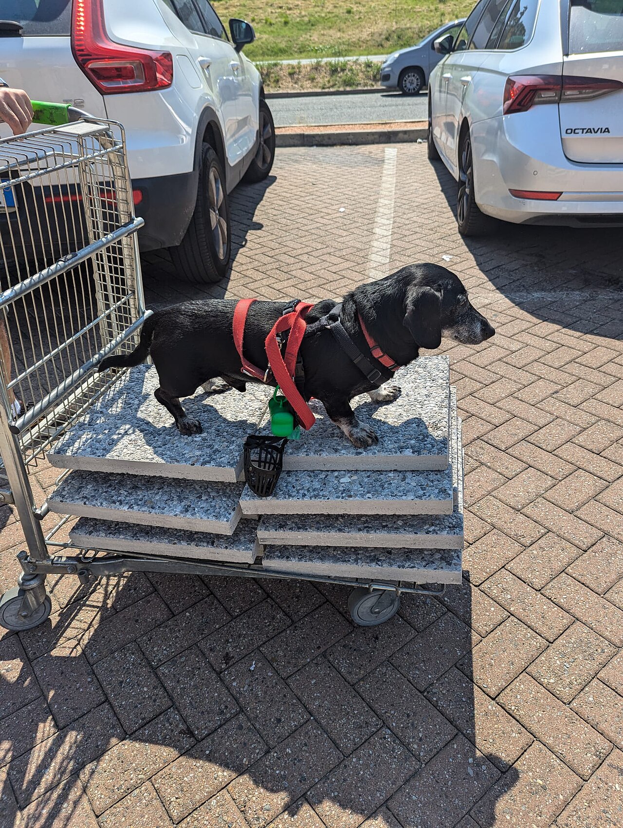 A working dachshund on the scent
