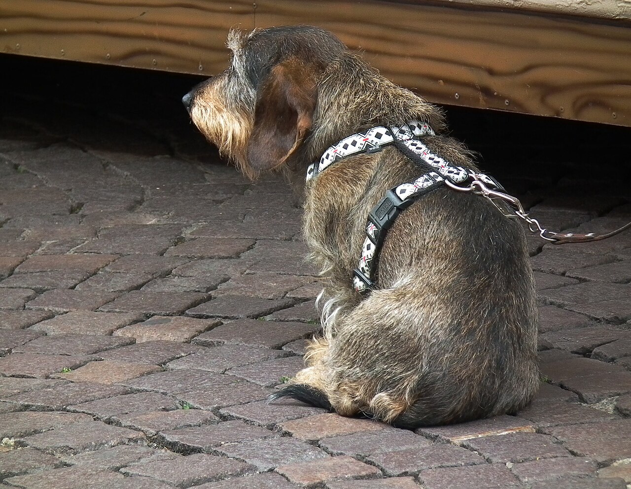 Wirehaired dachshund, sitting
